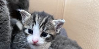 (C) TierQuarTier Wien: Sieben Kitten samt Mutterkatze wurden in Rudolfsheim-Fünfhaus einfach ausgesetzt.