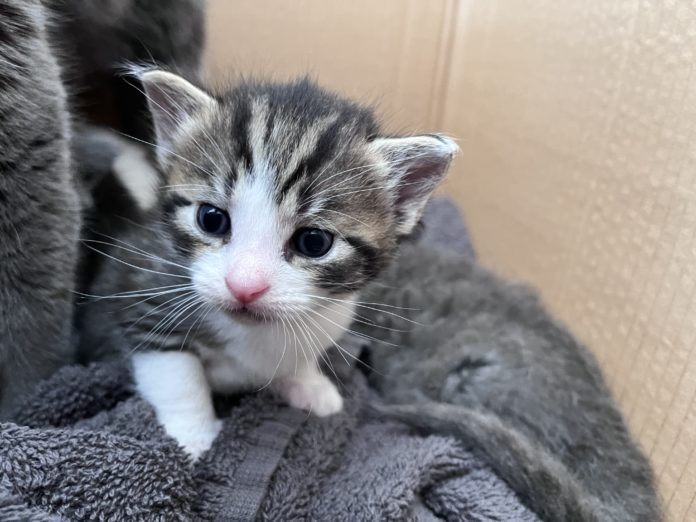 (C) TierQuarTier Wien: Sieben Kitten samt Mutterkatze wurden in Rudolfsheim-Fünfhaus einfach ausgesetzt.