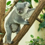 PA_Koala_28092022_01