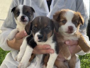 (C) TierQuarTier Wien: Den drei Mischlingswelpen Alice, Amy und Ameli geht es jetzt gut in der Obhut des TierQuarTier Wien.