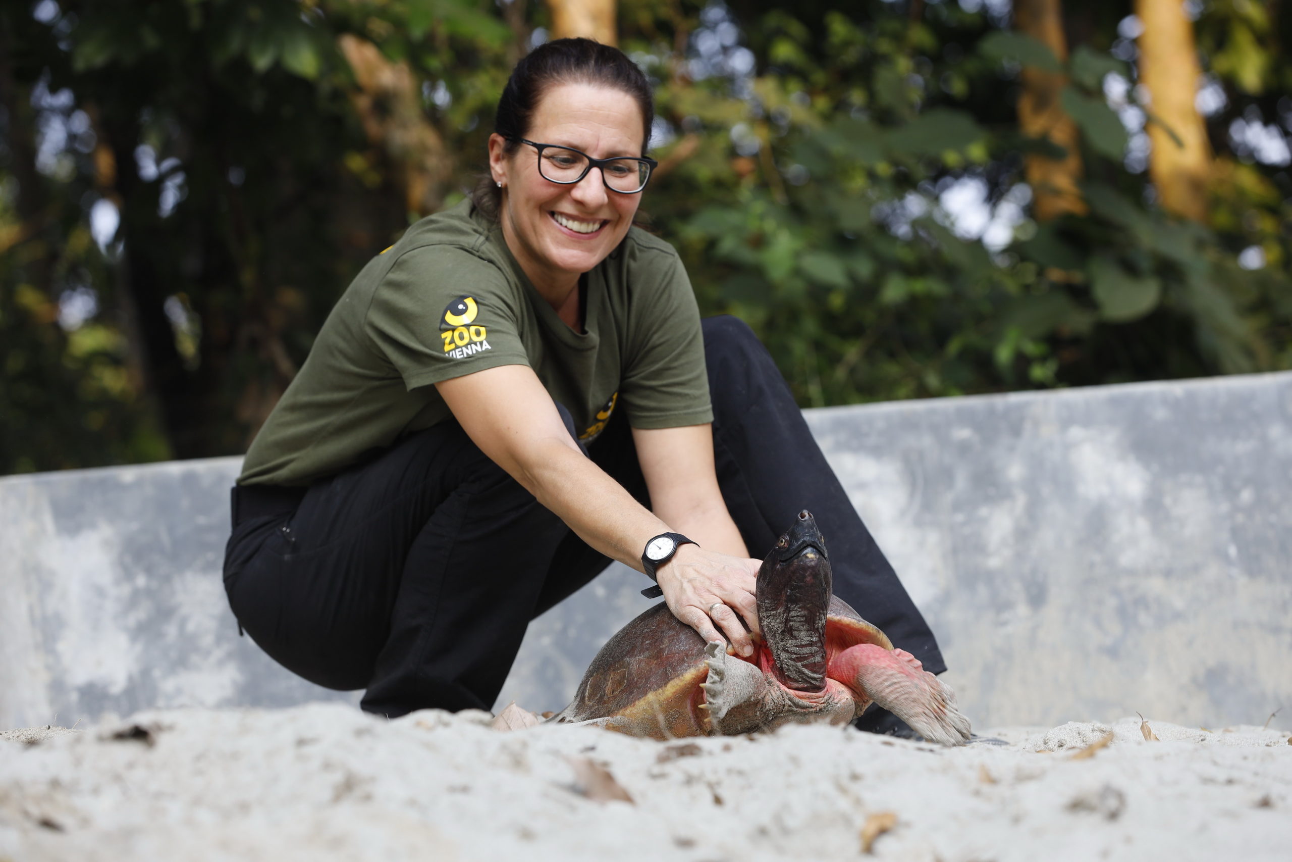 Schönbrunner Artenschutzprojekt sichert Überleben der Batagur-Flussschildkröte