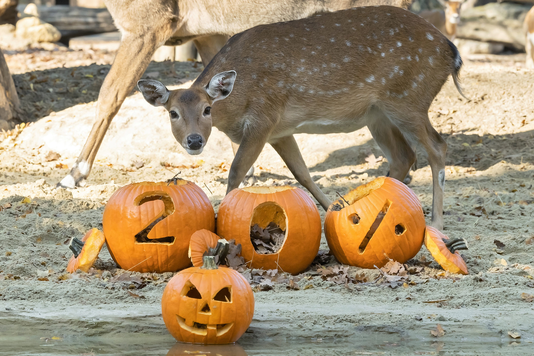 Schauriges Halloween: 20 Prozent aller Tierarten von der Ausrottung bedroht