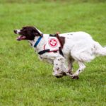 (C) Samariterbund: Am 10. Oktober wird der Welttag des Hundes gefeiert.