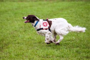 (C) Samariterbund: Am 10. Oktober wird der Welttag des Hundes gefeiert.