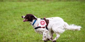 (C) Samariterbund: Am 10. Oktober wird der Welttag des Hundes gefeiert.