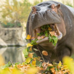 (C) Daniel Zupanc: Der Herbst bringt auch für die Tiere im Tiergarten Schönbrunn besondere kulinarische Highlights mit sich.