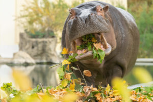 (C) Daniel Zupanc: Der Herbst bringt auch für die Tiere im Tiergarten Schönbrunn besondere kulinarische Highlights mit sich.
