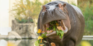 (C) Daniel Zupanc: Der Herbst bringt auch für die Tiere im Tiergarten Schönbrunn besondere kulinarische Highlights mit sich.
