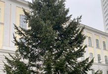 (C) BV Ottakring: Bezirksvorsteher Prokop präsentiert am 25. November den Weihnachtsbaum.