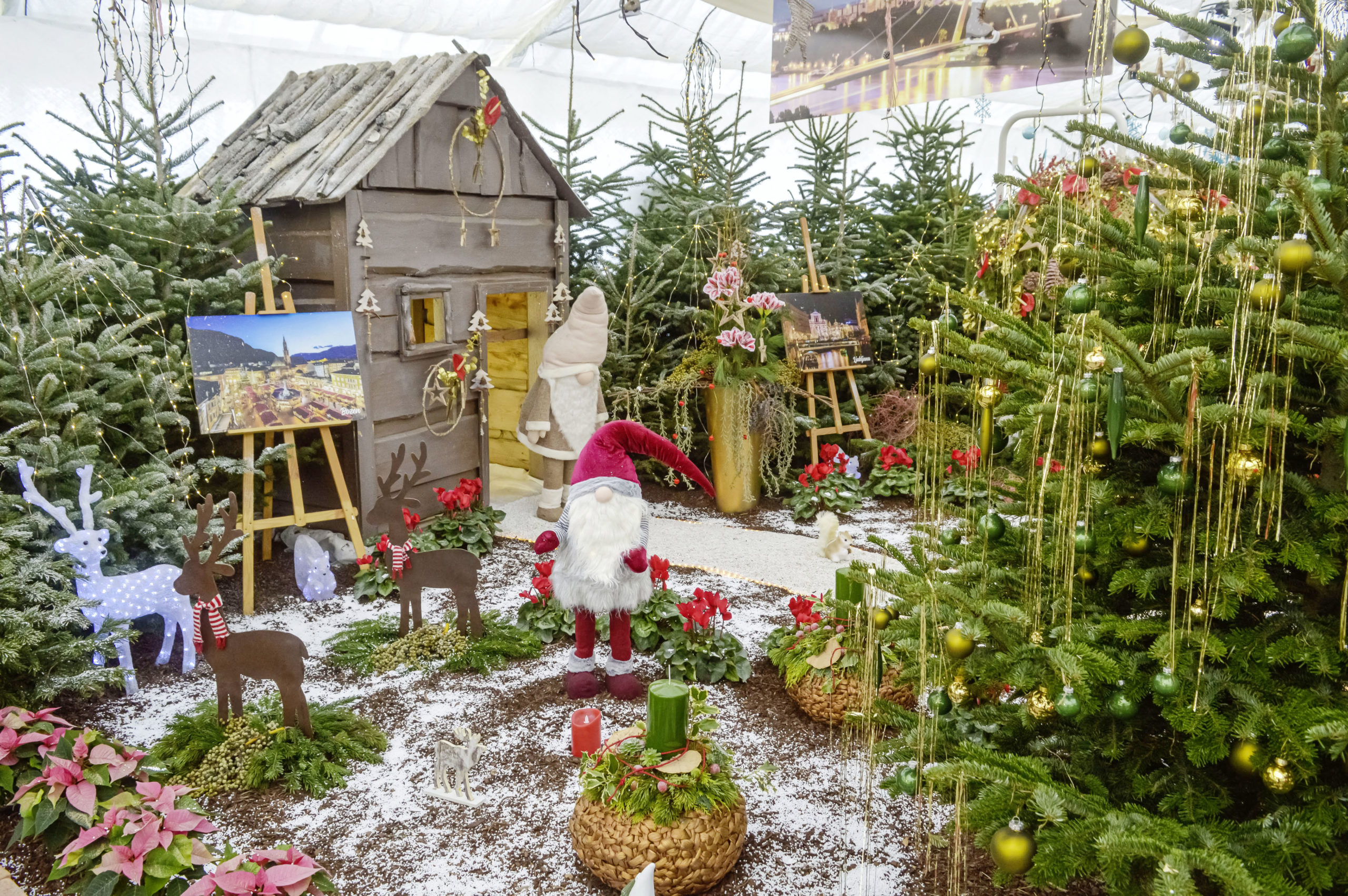 (C) Wiener Stadtgärten/Zupanc : Die Weihnachtsausstellung der Wiener Stadtgärten kann ab Donnerstag, den 17. November bis Freitag, den 23. Dezember, immer von Donnerstag bis Sonntag, jeweils von 10 bis 20 Uhr besichtigt werden.
