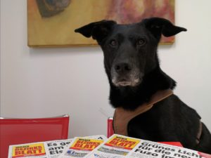 (C) zVg: Schotti ist nicht nur eifriger WBB-Leser sondern wurde aus dem TierQuarTier adoptiert.