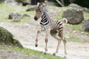(C) Daniel Zupanc: Anfang Juni erblickte ein Burchell-Zebra bei uns das Licht der Welt.