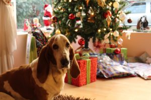 (C) Pexels: Das Christkind erfüllt heuer durchschnittlich sieben Wünsche. Tiere sind allerdings kein Geschenk.