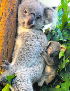 (C) Tiergarten Schönbrunn / Gerlinde Hillebrand: Im Augenblick hängt das Kleine an seiner Mutter. Und das im wahrsten SInne!