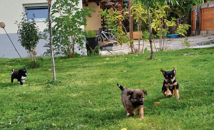 (C) TierQuartier Wien: Die drei Geschwister tollen bei ihren Pflegern durch den Garten.