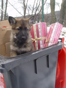 (C) Österreich / Biedermannsdorf: (Symbolbild) "Helfen Sie mit, dass Weihnachten nicht auch heuer wiederum für unzählige Hundewelpen im Tierheim oder gar verlassen auf der Straße endet."