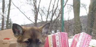 (C) Österreich / Biedermannsdorf: (Symbolbild) "Helfen Sie mit, dass Weihnachten nicht auch heuer wiederum für unzählige Hundewelpen im Tierheim oder gar verlassen auf der Straße endet."