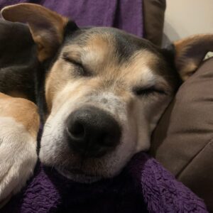 (C) Tierschutz Austria