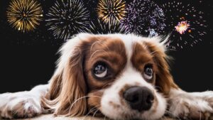 So überstehen unsere Haustiere die Silvester-Nacht