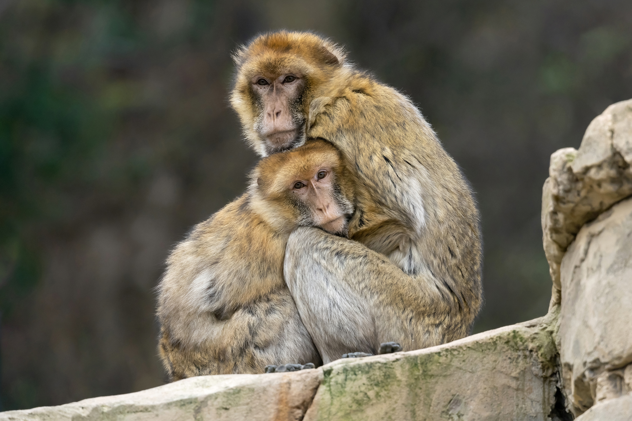 Weihnachten: Tiere mit gutem Gewissen schenken
