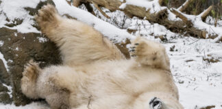 (C) Daniel Zupanc: Die Eisbären sind sichtlich erfreut über den Wiener Wintereinbruch.