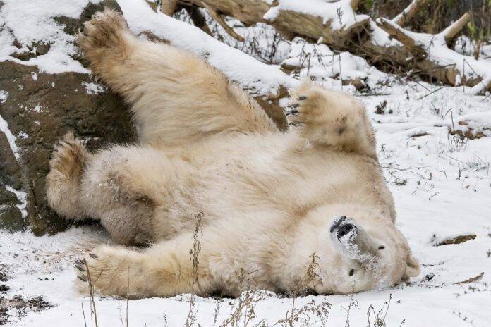 (C) Daniel Zupanc: Die Eisbären sind sichtlich erfreut über den Wiener Wintereinbruch.