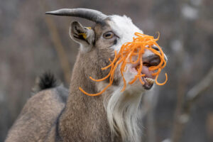 (C) Daniel Zupanc: Die Zwergziege lässt sich das Lametta schmecken.