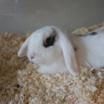 Kaninchen Hedda wurde aus einem Animal Hoarding-Haushalt befreit