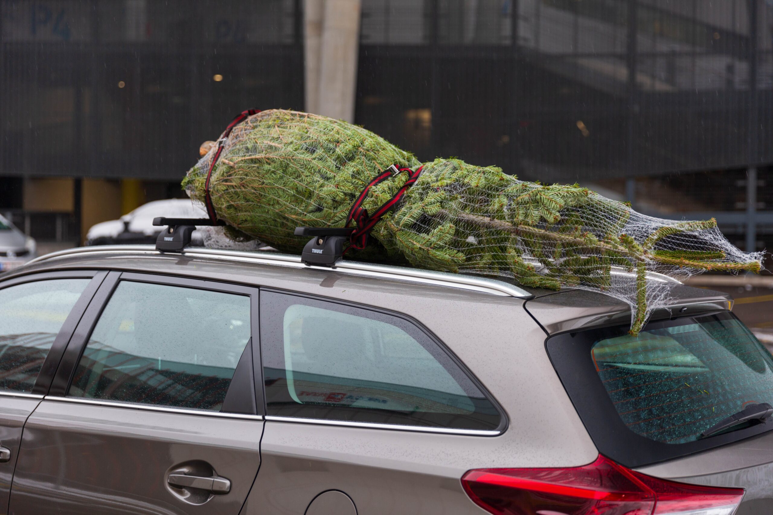 Ob Rad oder Auto: So kommt der Christbaum sicher heim