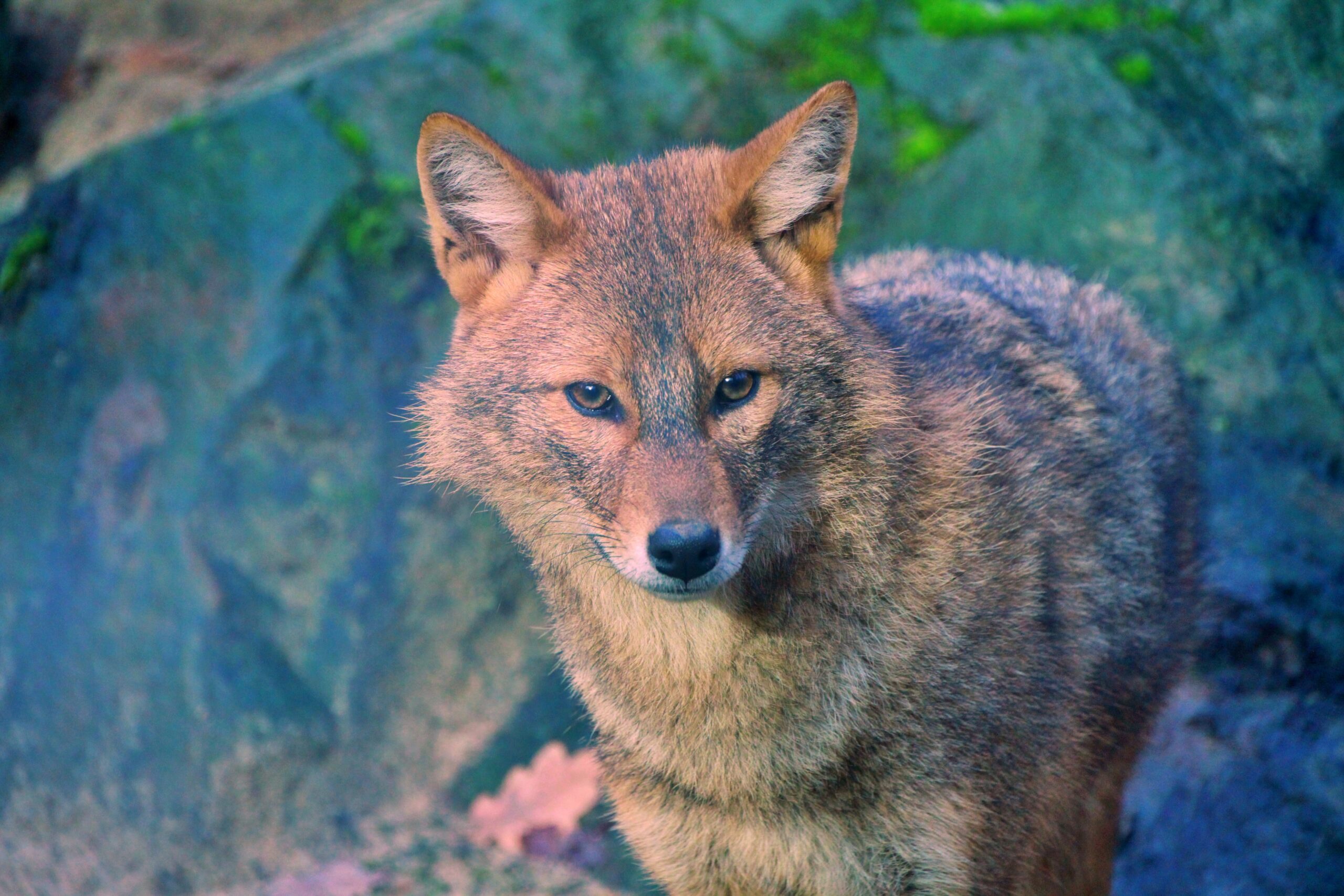 Goldschakal erstmals in Wien nachgewiesen