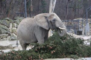 (C) Kultur- und Weihnachtsmarkt Schloss Schoenbrunn / FOTOFALLY: Der verspätete Festschmaus kommt bei den Elefanten gut an!