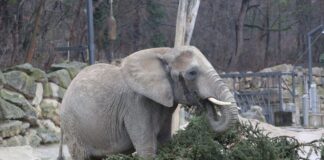 (C) Kultur- und Weihnachtsmarkt Schloss Schoenbrunn / FOTOFALLY: Der verspätete Festschmaus kommt bei den Elefanten gut an!