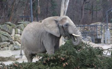 (C) Kultur- und Weihnachtsmarkt Schloss Schoenbrunn / FOTOFALLY: Der verspätete Festschmaus kommt bei den Elefanten gut an!