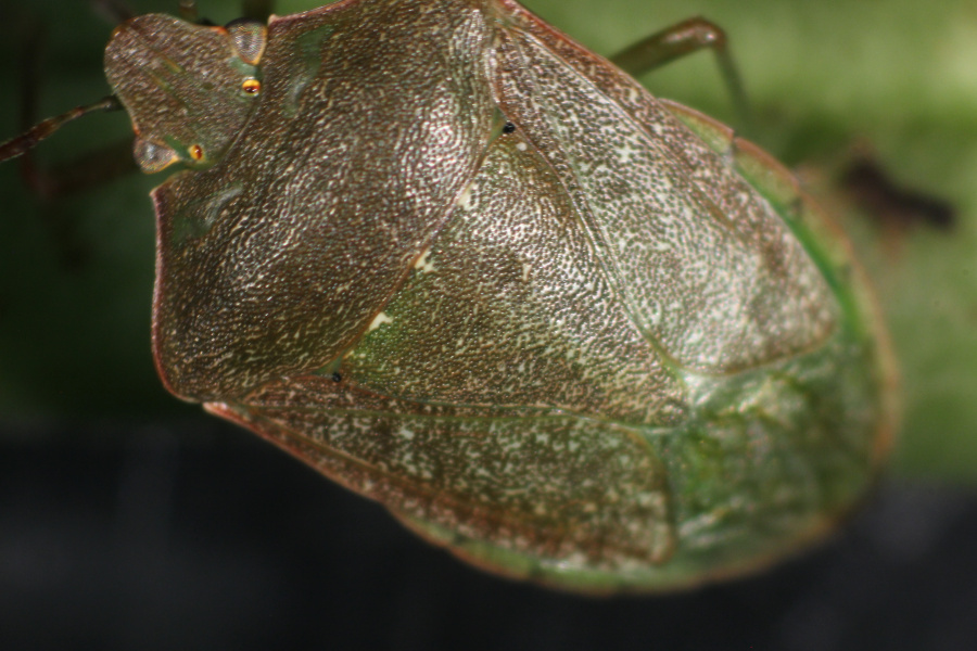 Grüne Reiswanze auch in Wien auf dem Vormarsch