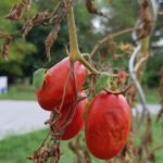 Saugschaeden-an-Tomate-mit-adulten-Reiswanzen_Moyses