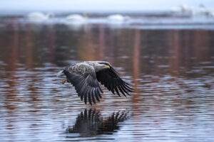 (C) WWF / Olli Immonen: Der Seeadler galt in Österreich als ausgestorben.