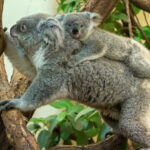 fb_queensland_koala_24012023_tgs_zupanc_02