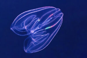 (C) Daniel Zupanc: So sieht die Rippenquallenart ‚Bolinopsis mikado‘ aus.