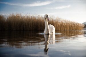 (C) Pexels: Der erste Fall der aktuellen Vogelgrippe-Welle wurde in Wien bei einem Schwan festgestellt.