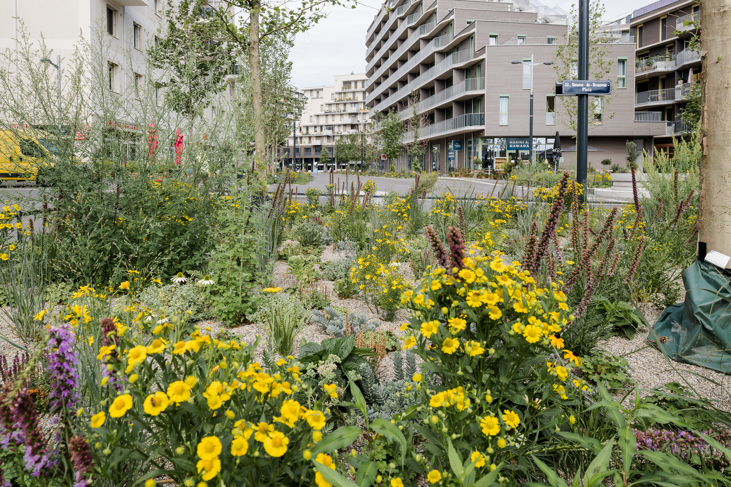 Begrünungsoffensive der Seestadt geht weiter