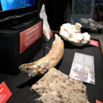 20230209_Mammutzahn-U3-Vitrine_NHM-Wien_Christina-Rittmannsperger