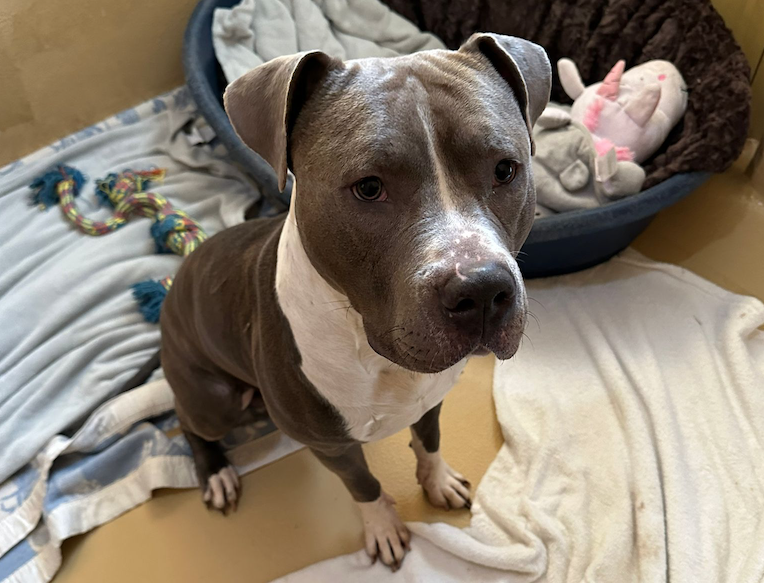 Notfellchen-Mittwoch: Dax sucht liebevollen Besitzer