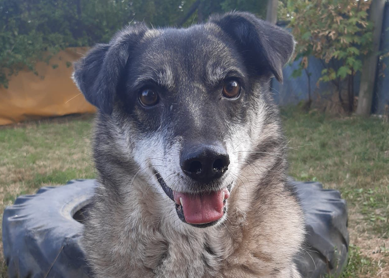 Notfellchen-Mittwoch: Hector sucht neues Zuhause