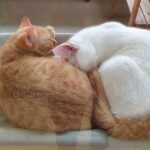 Honey&Milk