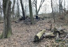 (C) Berger: Insgesamt müssen 32 Bäume im Küniglbergwald gerodet werden.