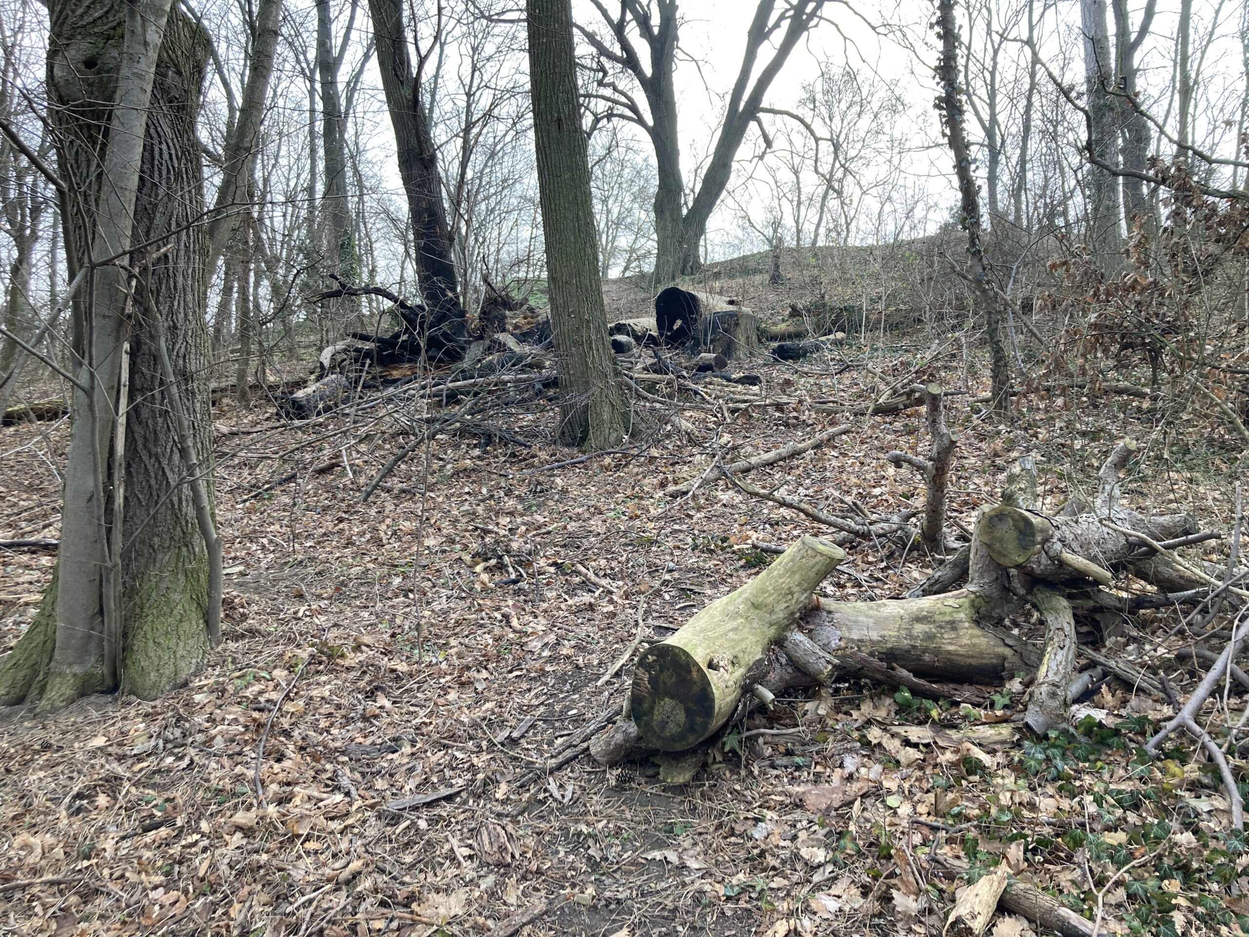 Waldarbeiten in Hietzing: Rodungen am Küniglberg