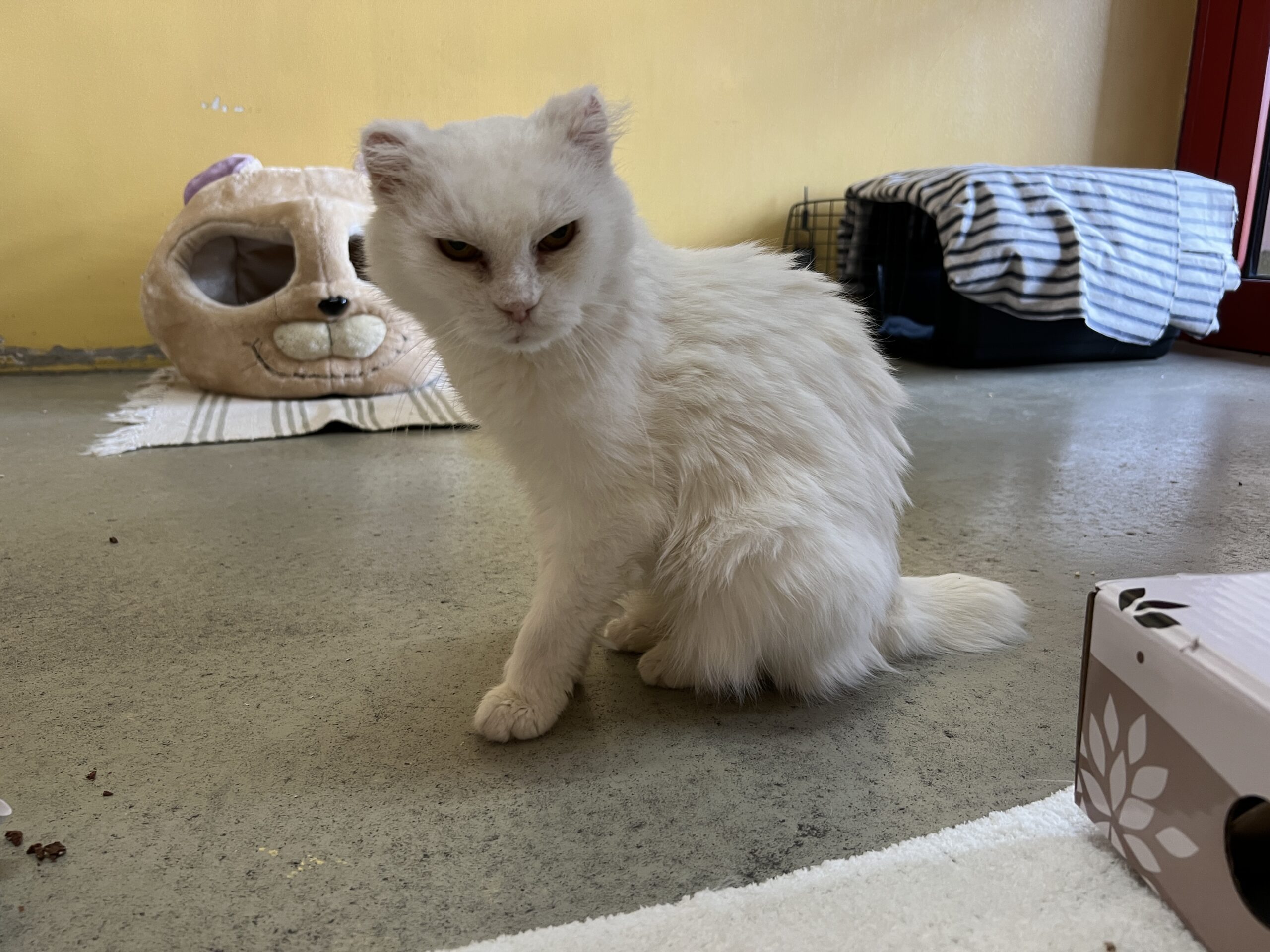 Notfellchen-Mittwoch: Claudia hofft auf Zuhause