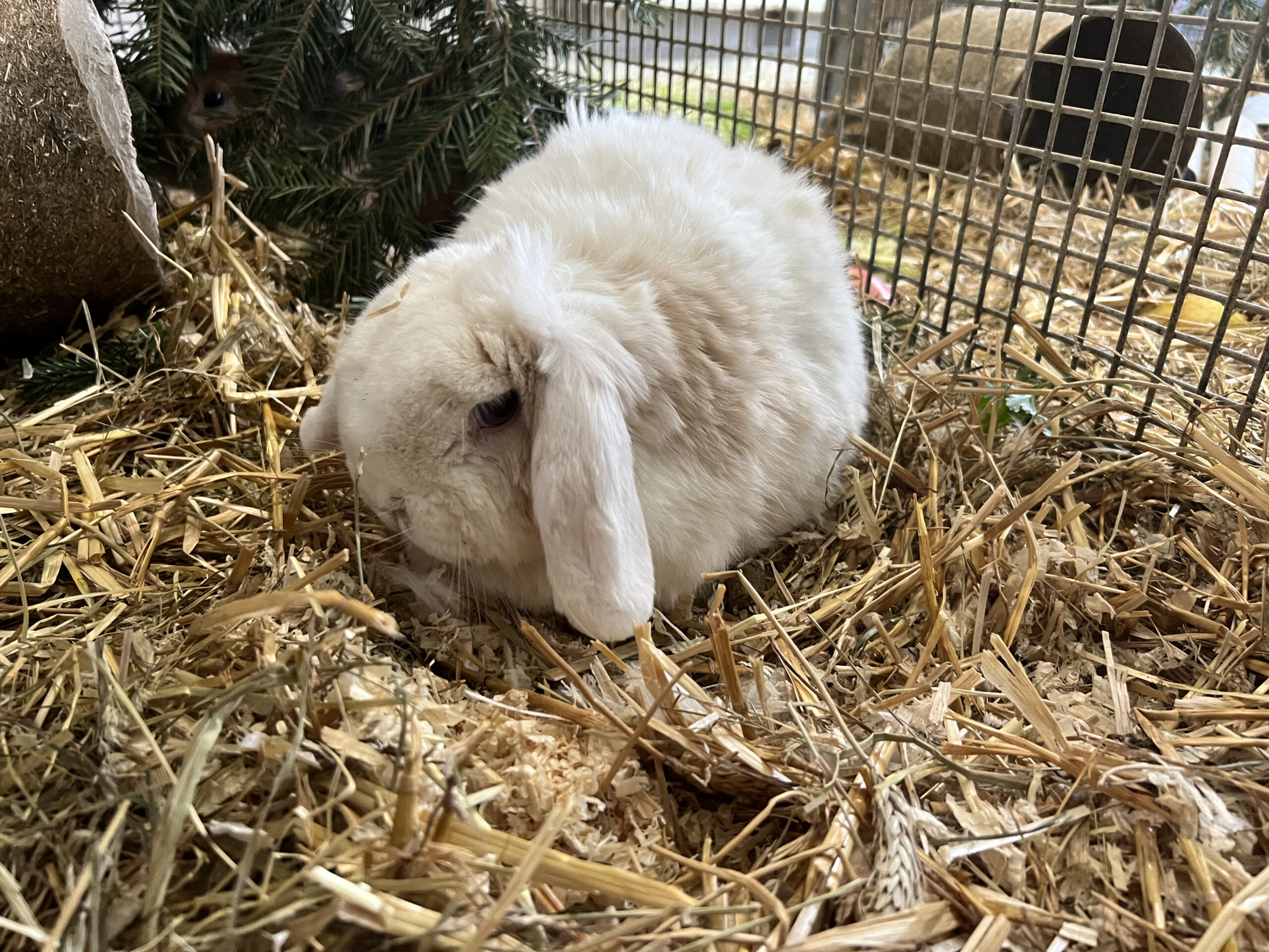 Notfellchen-Mittwoch: Moby Dick sucht neues Zuhause