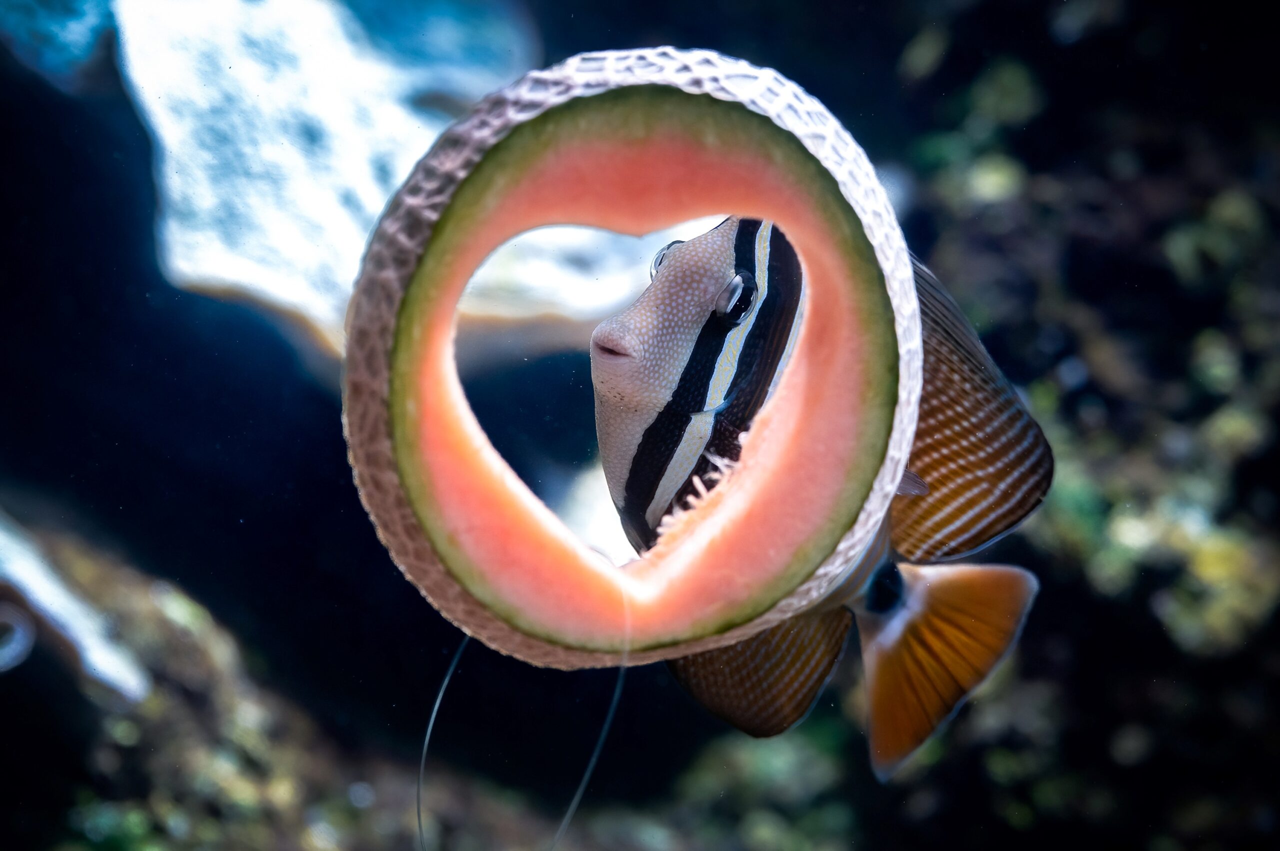 Tierische Liebesg’schichten im Haus des Meeres