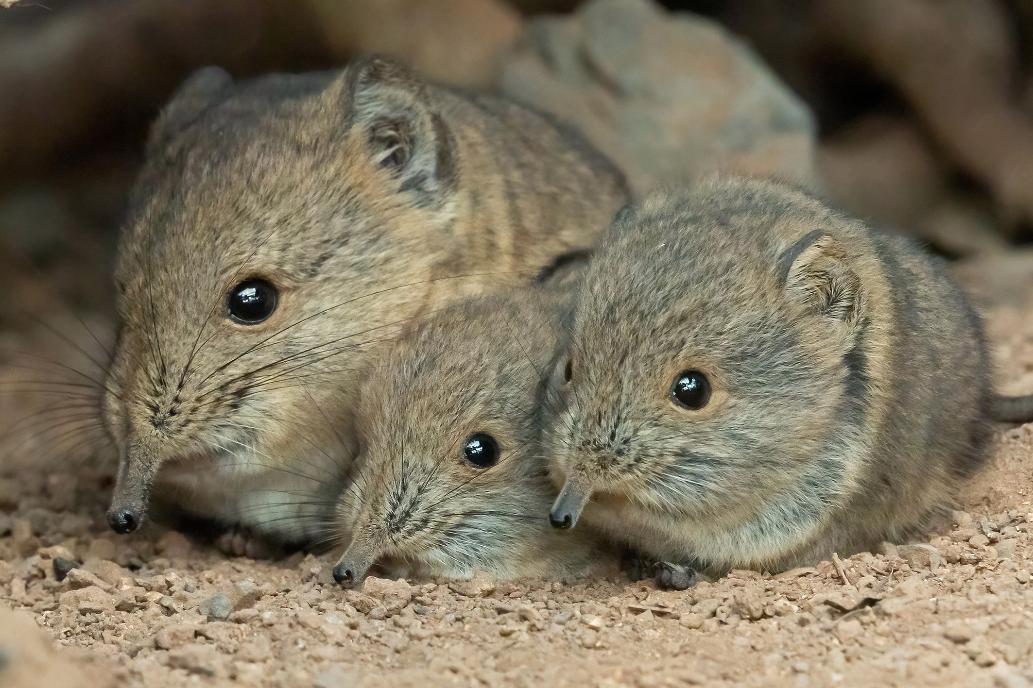 Doppeltes Glück für die Kurzohr-Rüsselspringer